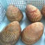 Sò dương sống giá tốt